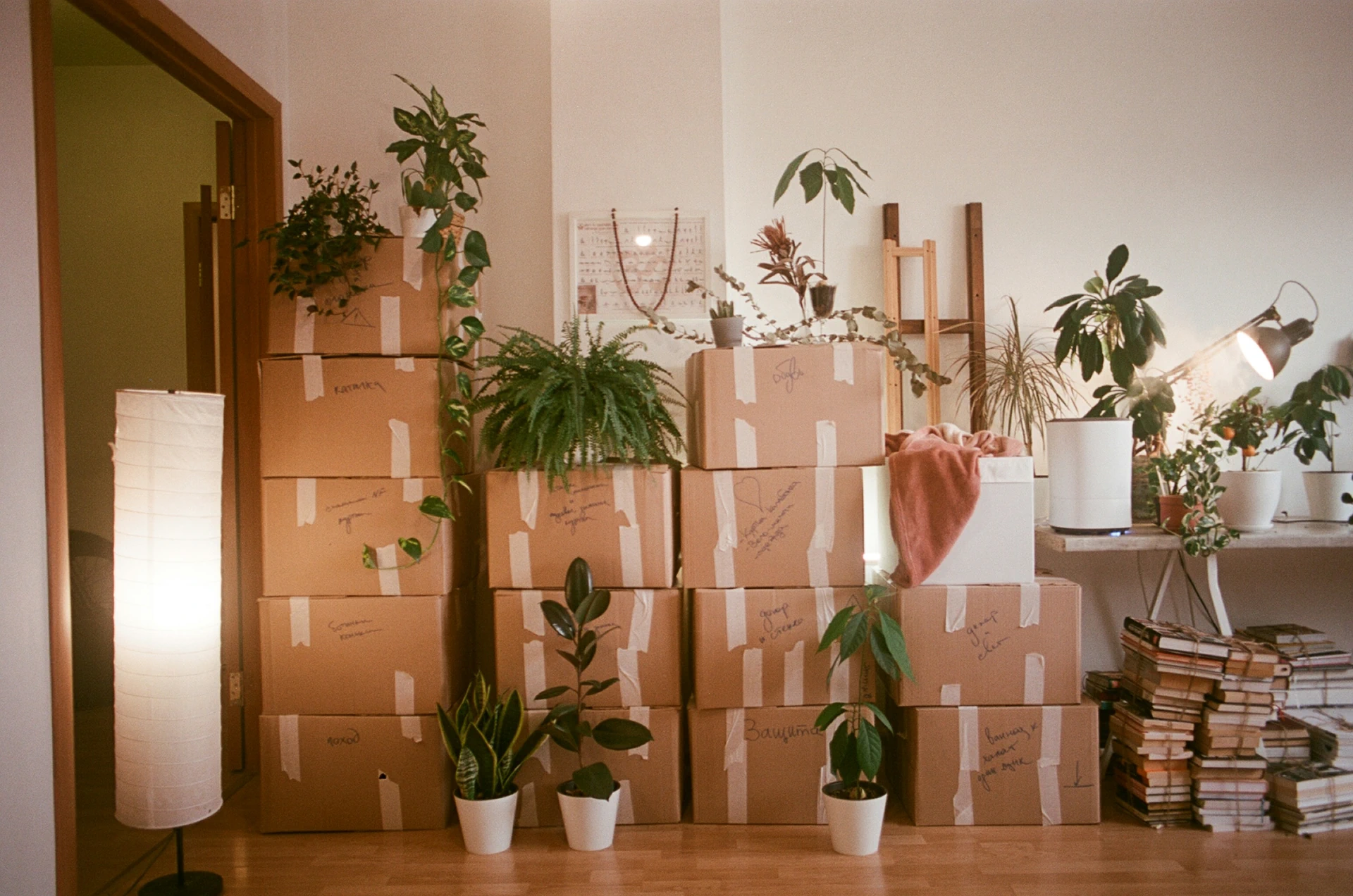 A room full of boxes and plants